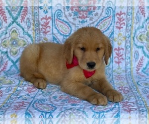 Golden Retriever Puppy for sale in LANCASTER, PA, USA