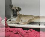 Small German Shepherd Dog