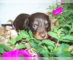 Small #12 Dachshund