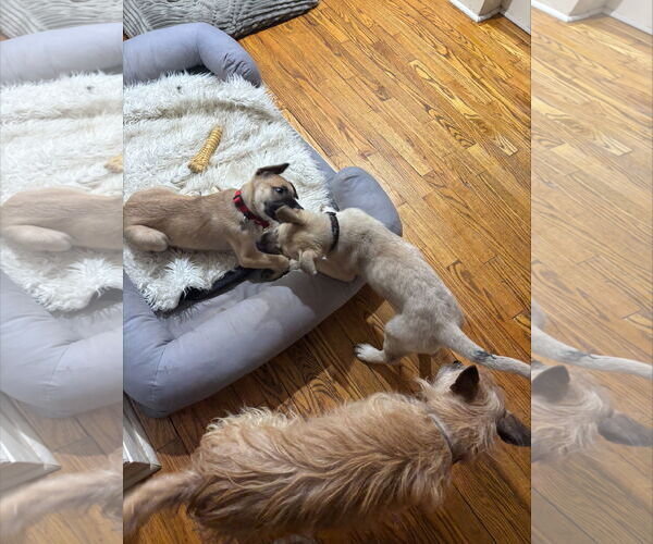 Medium Photo #8 Mutt Puppy For Sale in Holly Springs, NC, USA