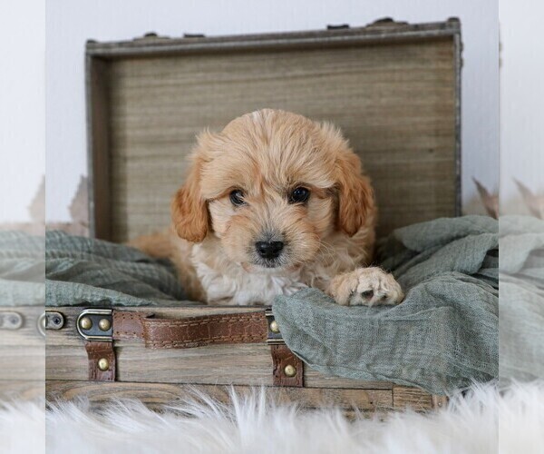 Medium Photo #1 Cavapoo (Miniature) Puppy For Sale in ARTHUR, IL, USA