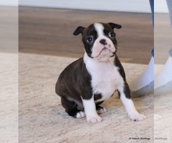 Medium Photo #19 Boston Terrier Puppy For Sale in WINNSBORO, TX, USA