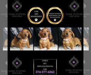 Dachshund Puppy for sale in WARSAW, IN, USA