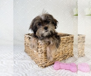Shorkie Tzu Puppy for sale in GREENFIELD, IN, USA