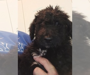 Double Doodle Puppy for sale in JEFFERSONTOWN, KY, USA