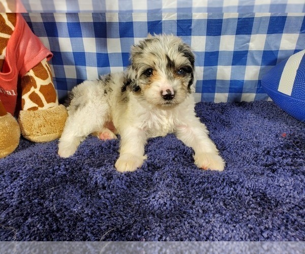 Medium Photo #5 Bernedoodle (Miniature) Puppy For Sale in COLORADO SPRINGS, CO, USA