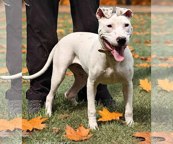 Medium Photo #4 American Pit Bull Terrier-Unknown Mix Puppy For Sale in Talladega, AL, USA
