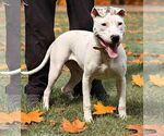 Small #3 American Pit Bull Terrier Mix