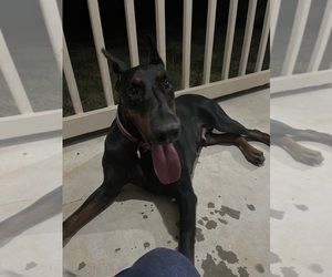 Doberman Pinscher Puppy for sale in CHUNCHULA, AL, USA