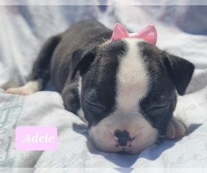 Boston Terrier Puppy for sale in POMEROY, OH, USA