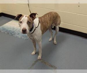 Medium American Pit Bull Terrier Mix