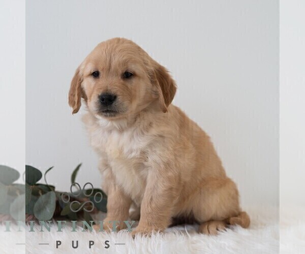 Medium Photo #5 Golden Retriever Puppy For Sale in NEWPORT, PA, USA
