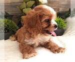 Small #2 Cavapoo