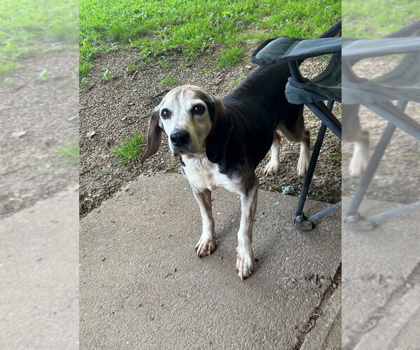 Medium Photo #1 Beagle-Unknown Mix Puppy For Sale in Springdale, PA, USA