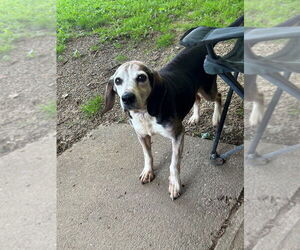 Beagle-Unknown Mix Dogs for adoption in Springdale, PA, USA