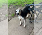 Small Beagle Mix