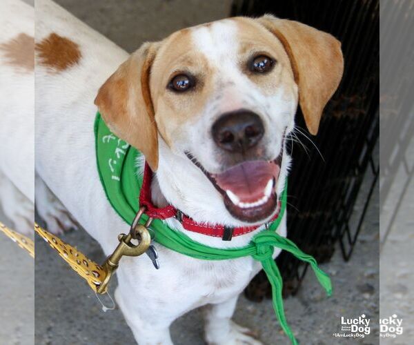 Medium Photo #2 Beagle-Unknown Mix Puppy For Sale in Washington, DC, USA
