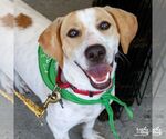 Small #1 Beagle Mix