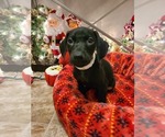 Small Photo #2 Doberman Pinscher-Weimaraner Mix Puppy For Sale in YORKVILLE, IL, USA