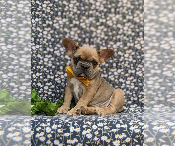 Medium Photo #4 French Bulldog Puppy For Sale in QUARRYVILLE, PA, USA