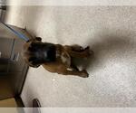 Small Mutt
