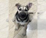 Small #24 Labrador Retriever Mix