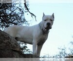 Small #15 Dogo Argentino