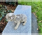Small Photo #244 French Bulldog Puppy For Sale in HAYWARD, CA, USA