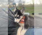 Small Photo #28 Siberian Husky Puppy For Sale in TRIMBLE, MO, USA