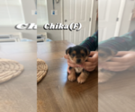 Puppy 2 Yorkshire Terrier