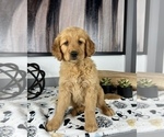 Small Photo #5 Golden Retriever Puppy For Sale in FRANKLIN, IN, USA