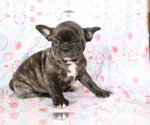 French Bulldog Puppy for sale in SHILOH, OH, USA