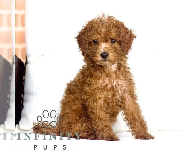 Medium Photo #3 Poodle (Toy) Puppy For Sale in LANCASTER, PA, USA