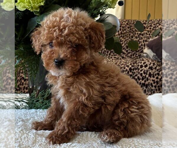 Medium Photo #1 Poodle (Toy) Puppy For Sale in PARADISE, PA, USA