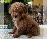 Small Poodle (Toy)