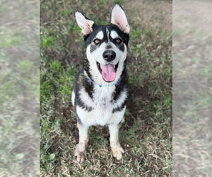 Siberian Husky-Unknown Mix Dogs for adoption in Riverside, CA, USA