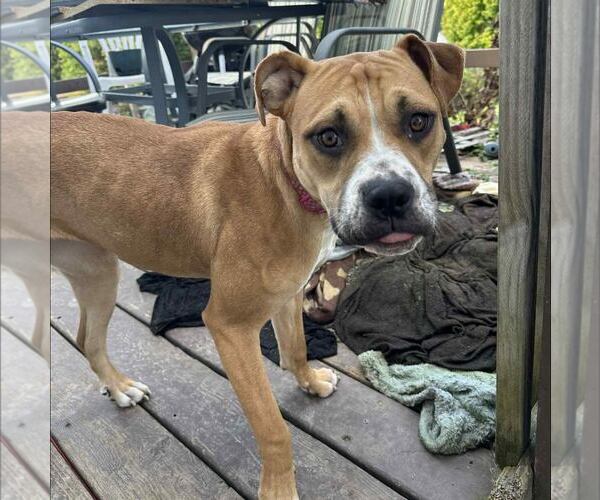 Medium Photo #6 American Staffordshire Terrier-Unknown Mix Puppy For Sale in New Oxford , PA, USA