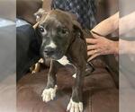 Small American Pit Bull Terrier