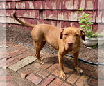 Small #4 Mutt