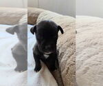 Small #1 Great Dane Mix