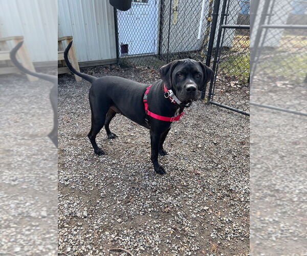 Medium Photo #2 Pointer-Unknown Mix Puppy For Sale in Elmsford, NY, USA