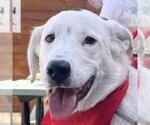 Small Photo #13 Great Pyrenees-Unknown Mix Puppy For Sale in Garland, TX, USA
