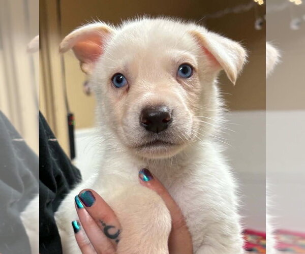 Medium Photo #1 Siberian Husky Puppy For Sale in Matawan, NJ, USA