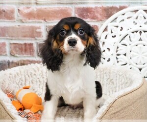 Cavalier King Charles Spaniel Puppy for sale in SYRACUSE, IN, USA