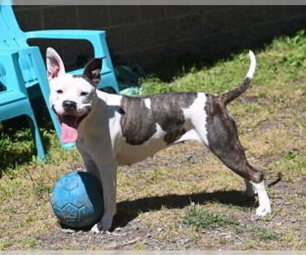 Medium Photo #6 American Pit Bull Terrier Puppy For Sale in Glen Allen, VA, USA