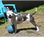 Small #5 American Pit Bull Terrier