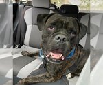 Small Photo #1 Boxer-Mastiff Mix Puppy For Sale in Elmsford, NY, USA