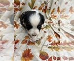 Small Photo #23 Australian Shepherd Puppy For Sale in COTOPAXI, CO, USA