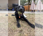 Small #9 Labrador Retriever Mix