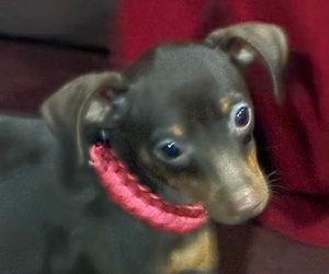 Medium Miniature Pinscher